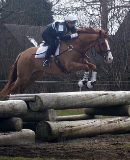 Stunning Chestnut Gelding